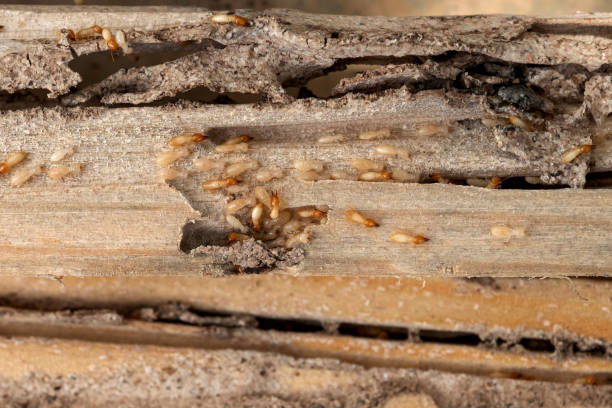 Best Best Pest Control Companies  in Fort Wayne, IN